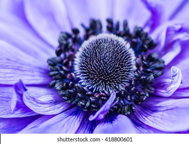 A macro shot of a blue anemone bloom. - Powered by Shutterstock