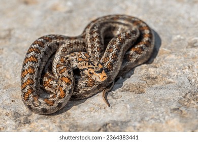 Macro shot body  skin   head an adult Leopard Snake European ratsnake  Zamenis situla  an endemic snake species in the Maltese Islands 