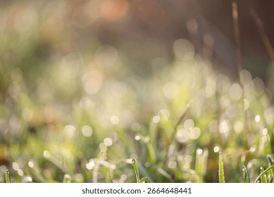 Macro shot with bokeh effect