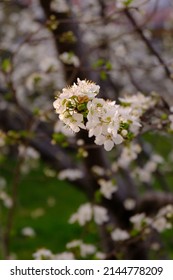 Macro Shot Of A Bouqet Of A  White Plum Flowers Blossoming. Blurry Green Background