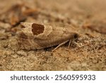 A macro shot of a bramble shoot moth on a forest floor