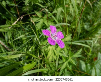 Macro shot of bright pink bloom of the Marsh cranesbill (Geranium palustre) growing in a meadow with blurred green background in summer - Shutterstock ID 2233748361
