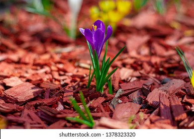 Macro Shot Of Bright Purple Flowers On A Red Mulched Flowerbed Close-up. Beautiful Mulching Flower Beds. Pine Chips Mulch On A Flower Bed Close-up. Selective Focus.