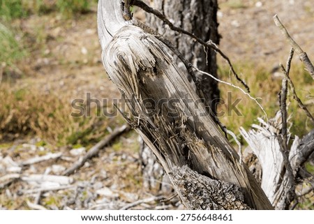 Macro shot of a broken, sun-bleached tree branch showing internal wood fibers and texture, representing endurance, aging, and natural raw materials.