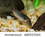 A macro shot of a bronze corydoras catfish.