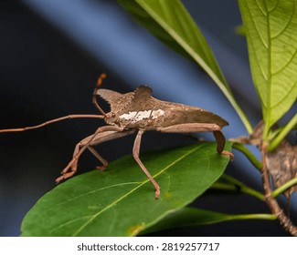 Macro shot of a brown leaf-footed bug perched on a green leaf
