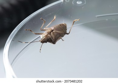 A Macro Shot Of A Brown Marmorated Stink Bug Inside A Petri Dish