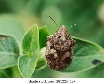 Macro shot of a brown shield bug perched on green leaf
