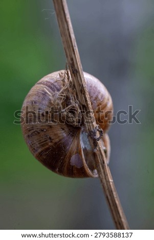 Macro shot of brown snail shell sleeping on dry grass stem outdoor