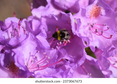 Macro shot of a bumblebee collecting pollen on a flower of a rhododendron - Powered by Shutterstock