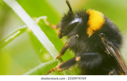 macro shot of the bumblebee on the flower. macro photography of an insect. - Powered by Shutterstock