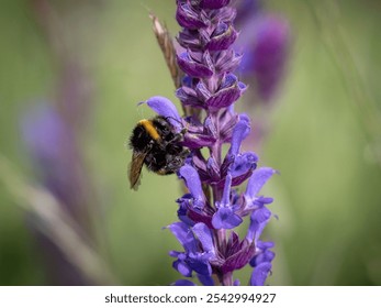 A macro shot of a bumblebee pollinating purple flowers in a field - Powered by Shutterstock