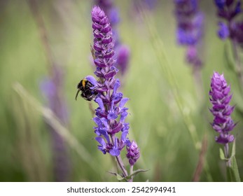 A macro shot of a bumblebee pollinating purple flowers in a field - Powered by Shutterstock