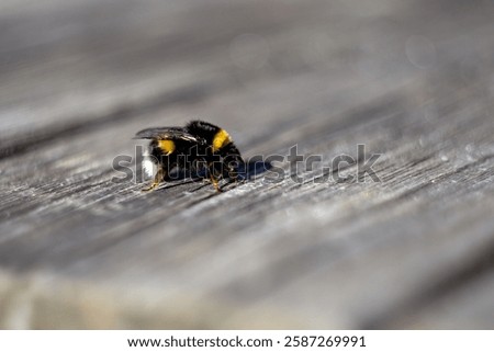 Similar – Image, Stock Photo Bumblebee sitting on a flower of the aster