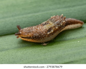 Macro shot of a bumpy land slug crawling on a green leaf.
