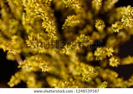 Similar – gold Plant Sunlight Spring