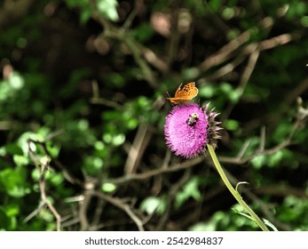 A macro shot of butterfly and bumblebee pollinating purple flower in Olathe Kansas, USA - Powered by Shutterstock