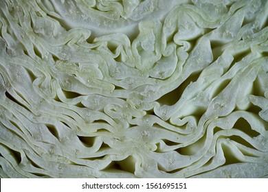 Macro shot of the cabbage 