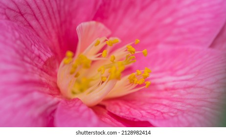 A Macro Shot Of A Camellia Bush Bloom.