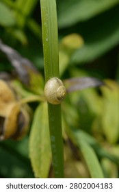 A macro shot captures a small light-colored fruticose bush snail shell resting on a long flat green leaf in a bright summer garden