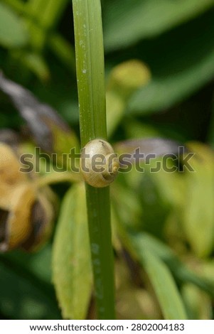 A macro shot captures a small light-colored fruticose bush snail shell resting on a long flat green leaf in a bright summer garden