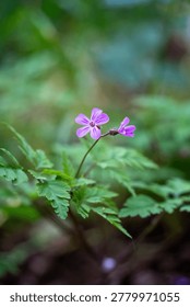 Macro shot captures a tiny purple geranium bloom with veined petals amid delicate green, fernlike leaves in a Utrecht garden setting.