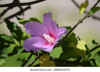 A macro shot capturing a delicate pink and purple Rose of Sharon (Hibiscus syriacus) flower in full bloom. The blossom features a deep red center and prominent white stamen, surrounded by green foliage and branches under natural sunlight with a soft background.