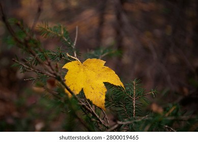 Macro shot capturing a single vibrant yellow autumn leaf resting on fresh green fir needles in a Bavarian forest.