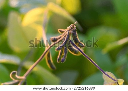 Macro shot capturing soybean pod surface intricacies, Photographic illustration showcasing delicate hairs and detailed textures on soybean pods for botanical examination