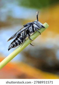 Macro shot capturing vibrant insect atop plant stem with colorful blurred background