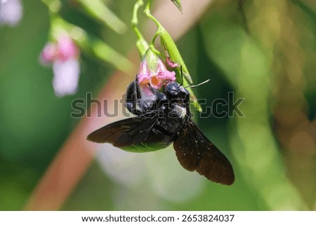 A macro shot of a carpenter bee drinking nectar from a flower in the blurry background.