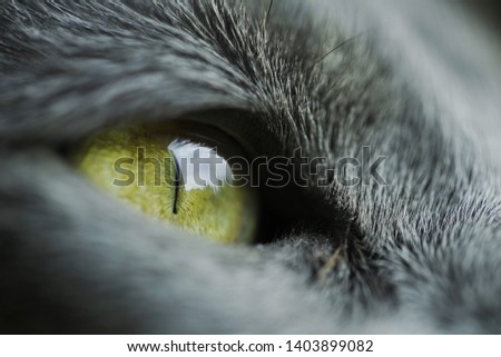 Similar – Image, Stock Photo Cat Style Expression