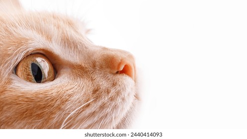 Macro shot of a cat, yellow eye and pink nose on a white background - Powered by Shutterstock