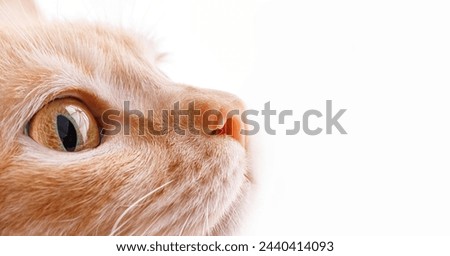 Macro shot of a cat, yellow eye and pink nose on a white background