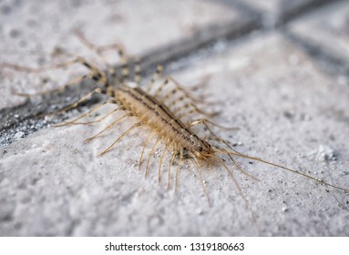 A macro shot of a centipede on a concrete floor