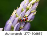 Macro shot of a checkered beetle (Trichodes apiarius) crawling on purple lupine flower