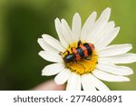 Macro shot of a checkered beetle (Trichodes apiarius) feeding on the pollen of a white daisy wildflower