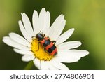 Macro shot of a checkered beetle (Trichodes apiarius) feeding on the pollen of a white daisy wildflower