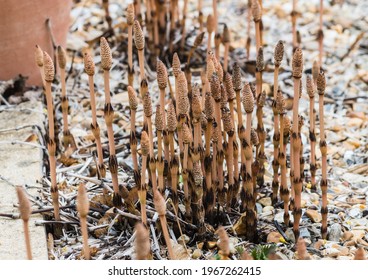 A Macro Shot Of A Clump Of Horsetail Grass Strobilus.