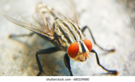 Macro Shot Of Cluster Fly.