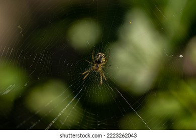 Macro Shot Of Cobweb Texture With Spider In Center. Arachnid Hunter Weaving A Silk Web Trap. Detailed View Of Spiderwebs In An Outdoor Garden. Spider In A Web On A Blurred Natural Green Background.