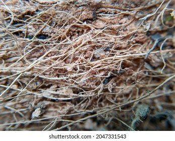 Macro Shot Coir Texture. Selective Focus.