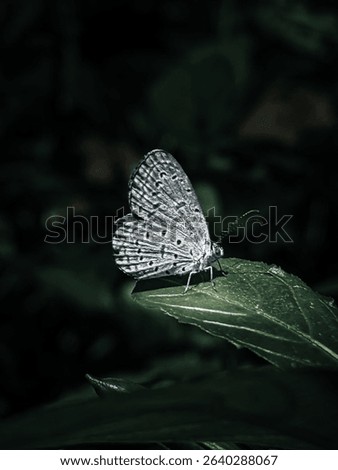 A Macro shot of a colorful Tiny grass blue perched on a green leaf against a dark background
