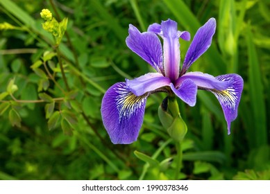 Macro shot of a colorful wild blue flag iris (Iris versicolor).