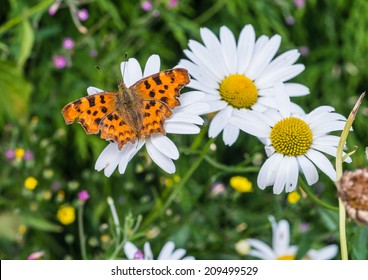 A macro shot of a comma butterfly sitting on an ox eye daisy.