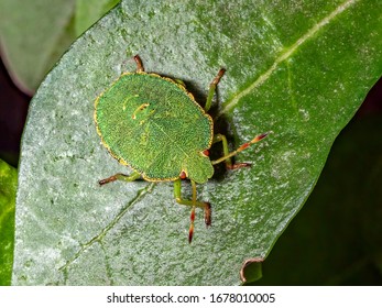 A macro shot of a common green shieldbug (Palomena prasina) 4th instar nymph.