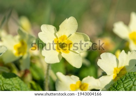 Macro shot of a common primrose (primula vulgaris) flower