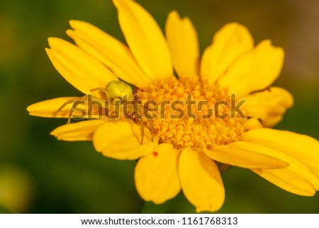 Macro shot of Crab spider camouflaged on yellow daisy face-on.