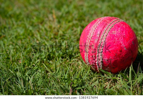 Macro shot of cricket isolated on a green\
grass with copy space. Pink cricket\
ball