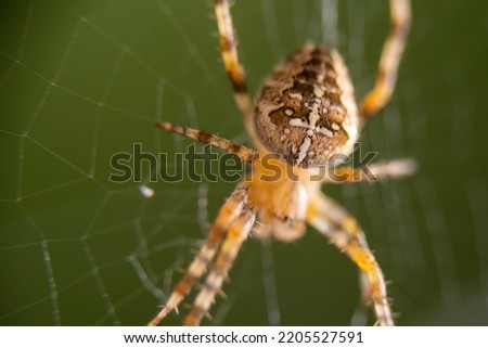 Macro shot of a cross spider in spider web. High quality photo
